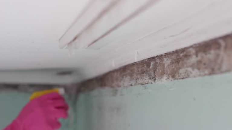 Best HVAC Mold Inspection and Cleaning  in Alamo Heights, TX